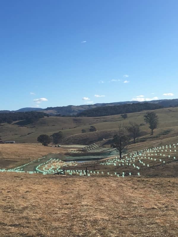 Vegetation-based Stabilization